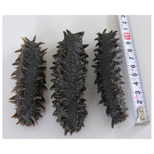 Compradores de pepino de mar seco al por mayor/ Pepino de mar seco de grado A de alta calidad - Product Image 1