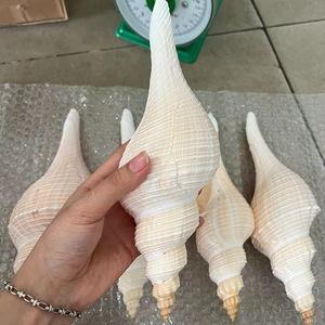 Coquillages blancs de grande taille en gros pour la fabrication de bijoux, l'artisanat fait main et la décoration sur le thème de l'océan - Product Image 1