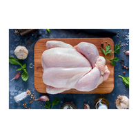 Poulet entier congelé halal à prix avantageux