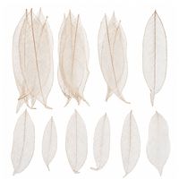 AQUA VRIKSHA Feuilles d'Ylang Naturelles pour l'Artisanat et la Décoration |   11-15 CM |   Paquet de 500
