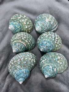 Conchas de Abulón Arcoíris Pulimentadas Premium, Conchas de Paua Iridiscentes Perladas, Paquete a Granel para Decoraciones de Hoteles y Resorts de Lujo - Macy - Product Image 4