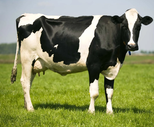 Vaches laitières Holstein de haute qualité pour l'approvisionnement en bétail en gros et l'agriculture commerciale - Product Image 4