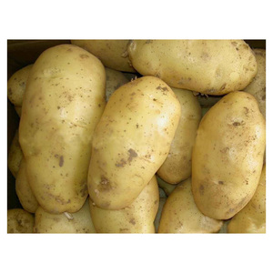 Wholesale Fresh Potatoes for Food Service Providers Processing Plants and Agricultural Traders - Product Image 3
