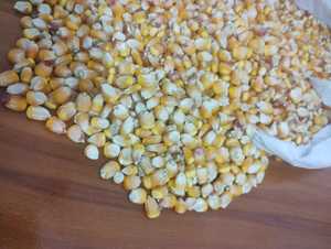 ข้าวโพดเหนียวสีเหลืองตากแห้ง |   ข้าวโพดสีเหลือง |   ผู้จัดจำหน่ายและส่งออกอาหารสัตว์เกรดพรีเมียมจากอินเดีย พร้อมอายุการเก็บรักษา 24 เดือน - Product Image 2
