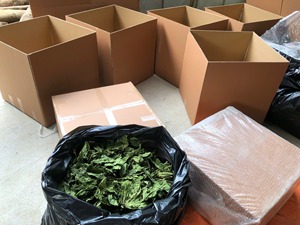 Hojas de Papaya Secas para Té, Uso Animal, Bajo Contenido de Látex, Fácil de Beber, 3kg/Bolsa, Caja de 61x61x31cm, Marca Viet Delta, 12 Meses de Duración - Product Image 6