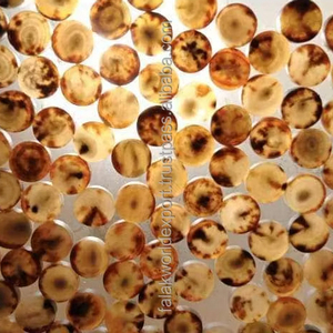 Botones de Cuerno de Búfalo Auténticos, Precio Accesible, Tamaño Personalizado, Botones de Cuerno Más Vendidos, Mejor Fabricante de Accesorios para Prendas de Vestir por FWE - Product Image 2