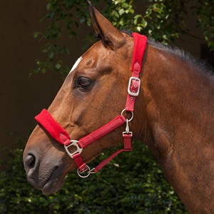 Licol de cheval de selle anglais en PP de qualité supérieure avec conception de sécurité et quincaillerie en laiton - Product Image 3