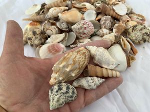 เปลือกหอยธรรมชาติสำหรับงานฝีมือ ตกแต่งบ้าน และของที่ระลึก ขายส่ง - Product Image 2