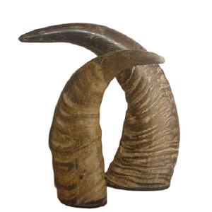 Corne décorative Buffalo Home avec corne de buffle décorative unique de qualité supérieure pour la taille personnalisée et la vente - Product Image 1