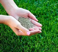 Semences d'herbe de pelouse Premium CRADLE of LIFE de LAP NATURE, germination rapide, résistantes à la sécheresse, durée de conservation de 12 mois, prêtes pour l'agriculture