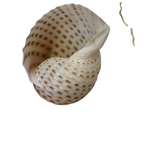 Concha de Atún Gigante de Vietnam con Manchas, 10-13 cm, Tesoro Natural del Océano para Decoración de Playa, Manualidades Marinas, Adorno de Acuario - Product Image 1