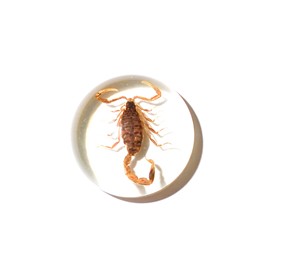 Scorpion doré, spécimen réel, cabochon en plastique rond 25x25 mm, fond plat transparent pour l'artisanat et la fabrication de bijoux - Product Image 4