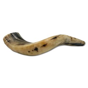 Cuerno de Carnero Kosher, Semipulido, Shofar |   Auténtico Cuerno de Shofar de Israel |   Corneta Judía, Chofar Original de Israel. - Product Image 3