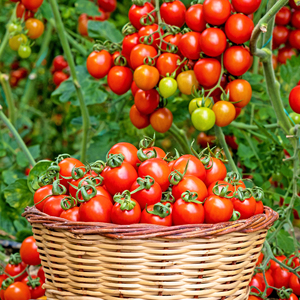 Prix d'usine Tomates fraîches naturelles non-OGM Tomates rouges de qualité supérieure Légumes frais de la ferme Vente en gros Exportation mondiale - Product Image 1