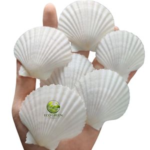 เปลือกหอยเชลล์ทรงกลม เป็นมิตรกับสิ่งแวดล้อม เปลือกหอยเวียดนาม งานแฮนด์เมด ของที่ระลึกทันสมัย ปรับแต่งได้ตามธรรมชาติ - Product Image 6