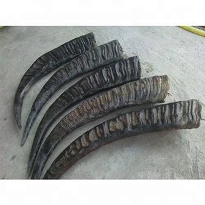 Par de Cuernos de Vaca Naturales Tallados a Mano de Alta Calidad, de 5 a 10 Pulgadas, con Acabado Pulido, Aspecto Real, Pared Gruesa, Ecológicos, para Decoración del Hogar - Product Image 2