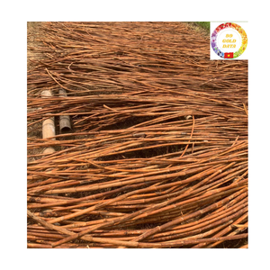 Raw Rattan Poles | Natural Cane Vietnam Bulk Supply for Furniture <b>Frame</b> & Garden Support - Product Image 1