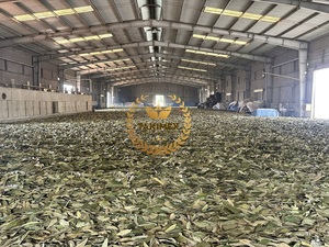 Vietnam High Quality Wholesale Single Spices Herbs Dried Raw Cassia Cinnamon Leaf 100% Natural Cheap Price Takimex Model Jenny - Product Image 3