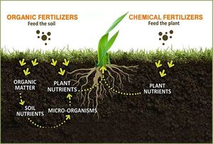 Engrais NPK Riche en Nutriments Terra Organic à Base de Résidus de Noyaux d'Extrait de Neem pour une Croissance Saine des Plantes, Durée de Conservation de 2 Ans - Product Image 4