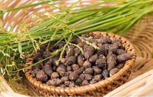 Huile essentielle de Cypriol (Huile de Nagarmotha) R K, 100% pure, distillée à la vapeur, qualité parfumerie, en vrac, fabricant |   Vente en gros - Product Image 2