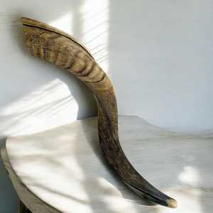 Cuerno de Carnero Kosher, Semipulido, Shofar |   Auténtico Cuerno de Shofar de Israel |   Corneta Judía, Chofar Original de Israel. - Product Image 1
