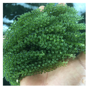 Uvas de Mar Deshidratadas Premium de Vietnam, Proveedor de Fábrica, Venta al Por Mayor a Granel con Empaque Personalizado para Importadores Internacionales - Product Image 1