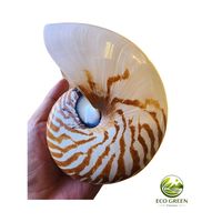 Coquille de Nautilus Naturelle de Luxe, Coquille Spirale Décorative pour la Décoration Intérieure, Cadeau de Grande Valeur, Spécimen Marin de Collection