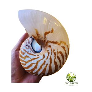 Concha de Nautilus Natural de Lujo, Concha Marina Espiral Decorativa para Diseño de Interiores, Regalo de Alto Valor, Espécimen Marino de Colección - Product Image 6