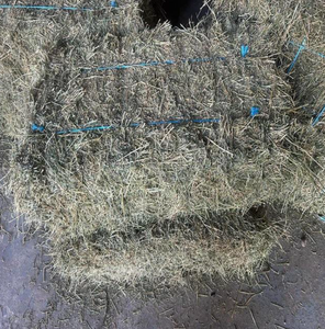 Heno de Alfalfa de Primera Calidad para Alimentación Animal, Pasto de Alfalfa a Precio Muy Económico - Product Image 5