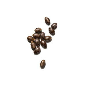 <span class=keywords><strong>Semi</strong></span> di Ricino di Alta Qualità, Essiccati, Grezzi, di Tipo Premium, per la Vendita all'Ingrosso - Product Image 6