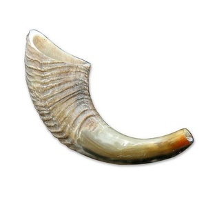 Shofar Acústico Artesanal de Cuerno de Carnero, Dispositivo Musical de Cuerno de Oveja con Acabado Natural Multitono para Importadores Globales - Product Image 2