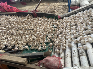 2025 Nuevo Cultivo de ajo blanco puro de Vietnam Producto agrícola al por mayor Contacto + 84 36 680 8683 - Product Image 4