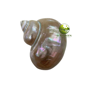 Natural Pearlized Polished Seashell for Wedding <b>Table</b> Decoration Coastal Interior Design and Craft Making - Product Image 4