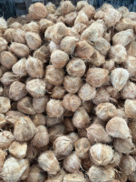Techmifood Verse Gerijpte Half-Gepelde Kokosnoten Bruine Schil Tropisch Fruit Kamerstemperatuur Opslag 90 Dagen Houdbaarheid Water Bulk