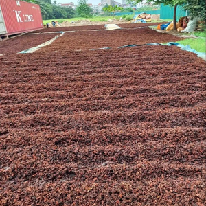 Anís estrellado AD premium de Vietnam, grado AA, cosecha de otoño, especias enteras de 2.5 cm de diámetro, alto contenido de aceite esencial, exportación a granel - Product Image 3