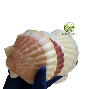 Conchas Decorativas de Vieira Oceánica al por Mayor, Conchas Marinas Naturales para Decoración de Resorts de Playa, Arte Hecho a Mano y Tiendas de Souvenirs - Product Image 1
