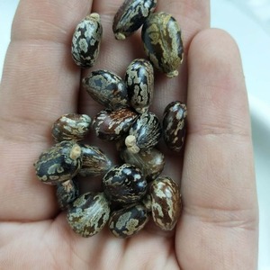 Graines de ricin sèches soigneusement sélectionnées, 100% pures et brutes, emballées en vrac dans des sacs tissés pour les importateurs de semences agricoles - Product Image 3