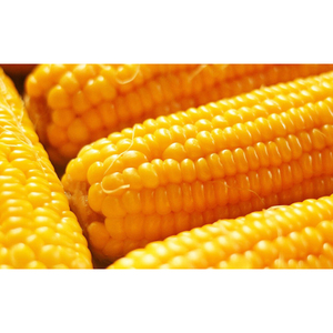 Maïs jaune sec et propre / Maïs jaune séché |   Maïs blanc et maïs jaune séchés en vrac disponibles - Product Image 3