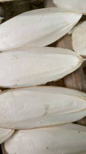 Exportador y Fabricante de Huesos de Sepia Premium de 4 a 6 Pulgadas, Paquetes de 12 Unidades, Disponible en Empaques Minoristas y al por Mayor 19.2 - Product Image 2