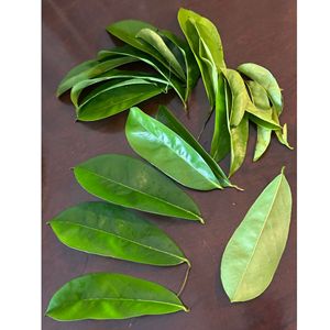 Premium Quality Graviola Herbal <b>Tea</b> Dried Leaves Bulk Supply - Product Image 3