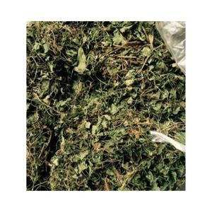 ใบบัวบกอบแห้งทั้งใบจากเวียดนาม แบรนด์พรีเมียม 99 โกลด์ ดาต้า เพียว กรีน ใบโกทูโคล่า บรรจุภัณฑ์แบบ OEM ตามสั่ง - Product Image 2