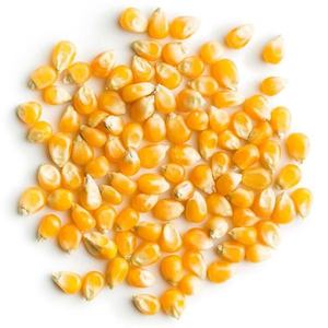 Mejor Proveedor de Maíz Amarillo y Blanco para Consumo Humano y Animal, Alta Calidad, Origen DE, 2 Años de Vida Útil, Económico - Product Image 3