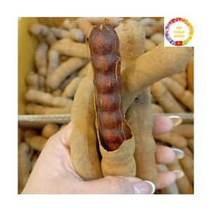 Pulpa de Tamarindo con Semillas, Sabor Natural, Limpia, para Uso Industrial en Alimentos, Exportación a Granel - Product Image 6