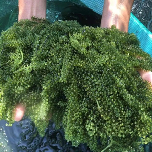 Caulerpa สด lentillifera/องุ่นทะเลแห้ง // Ms. Lima - Product Image 1