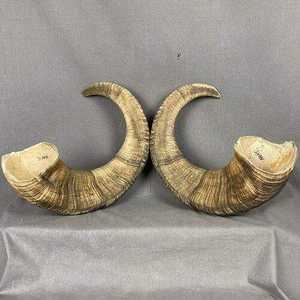 Cuerno Shofar de Diseño Único, la Mejor Opción para Fines Religiosos Judíos, Cuernos Shofar de Primera Calidad - Product Image 5