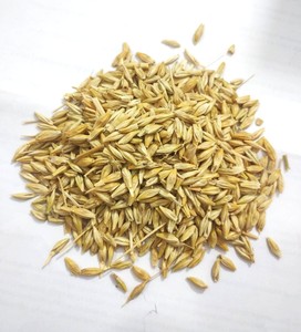 Grains d'orge à fourrer naturels et purs, orge dorée pour l'alimentation animale, aliments à haute énergie pour le bétail, l'ovin et le porc, pour les fermes laitières - Product Image 5