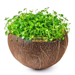 Macetas Ecológicas de Cáscara de Coco Creativas de Tamaño Personalizado |   Macetas de Coco Hechas a Mano para Venta al por Mayor, Decoración de Jardín y Hogar - Product Image 4