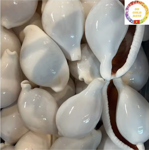 เปลือกหอยขาวขัดเงาธรรมชาติ จำหน่ายส่งจำนวนมาก สำหรับงานฝีมือเครื่องประดับและของตกแต่งชายหาด - Product Image 6