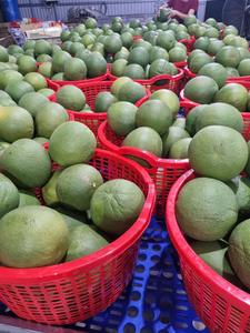 Pomelo Verde Fresco de Vietnam, Dulce y Jugoso, con Pulpa Rosada, Calidad Premium de Exportación, Cítrico, 60-90 Días de Vida Útil, Uso Inmediato - Product Image 2