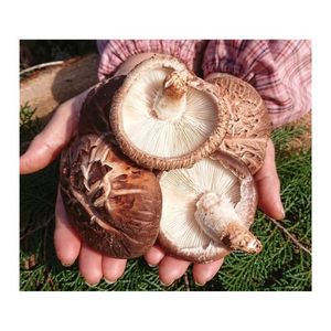MOST WANTED Dehydrated Shiitake Mushroom For Efficient Savory Cooking Recipe And Soup Broth Ingredient Cargo Boxes - Product Image 3